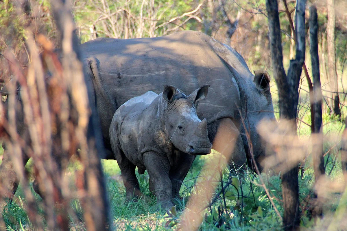 Nyuchi Safaris