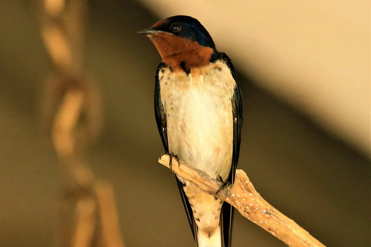 Tanzania Birding Tours & Safaris