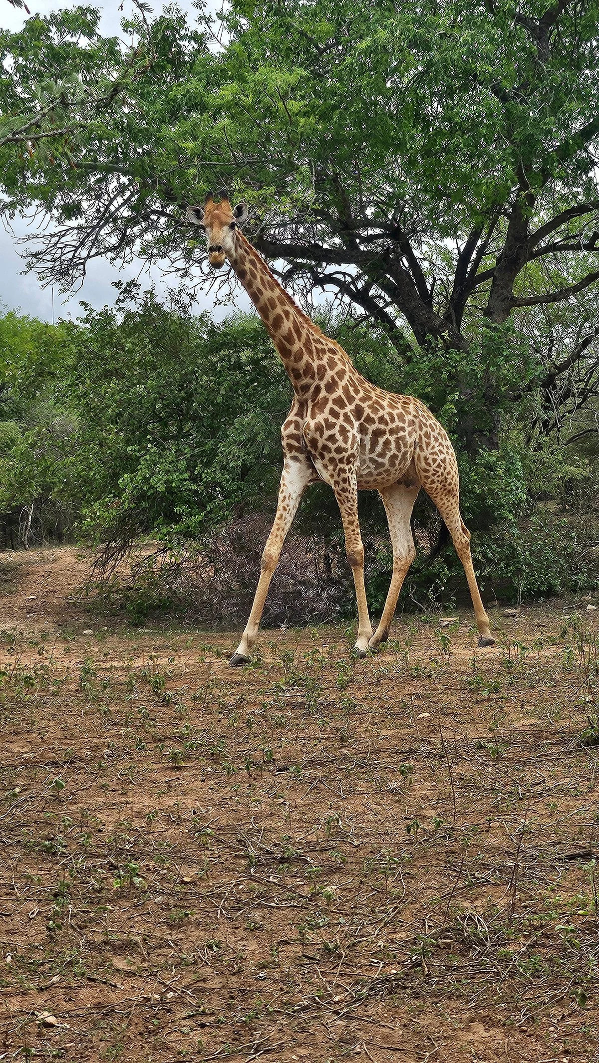 Marloth Park Adventures