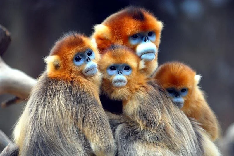 Harmony Safari Expeditions