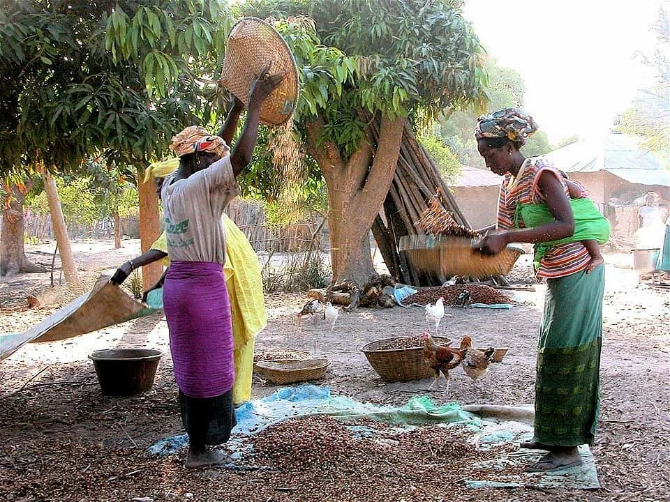 Casamance Circuits Et Excursions