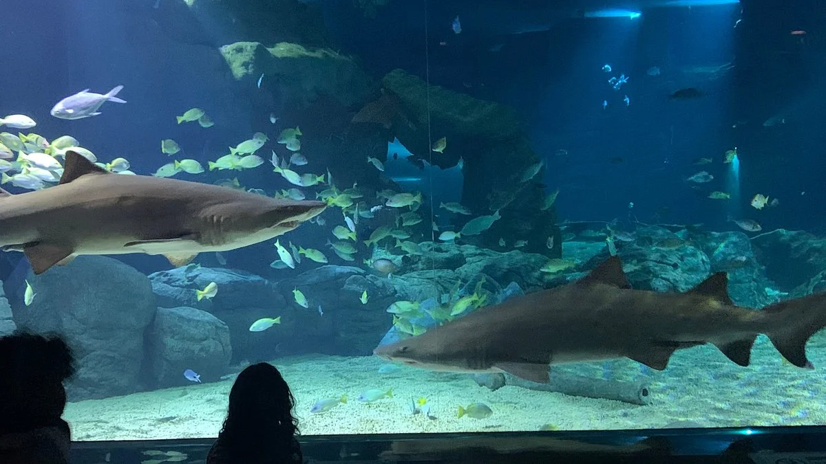 Odysseo Oceanarium Mauritius