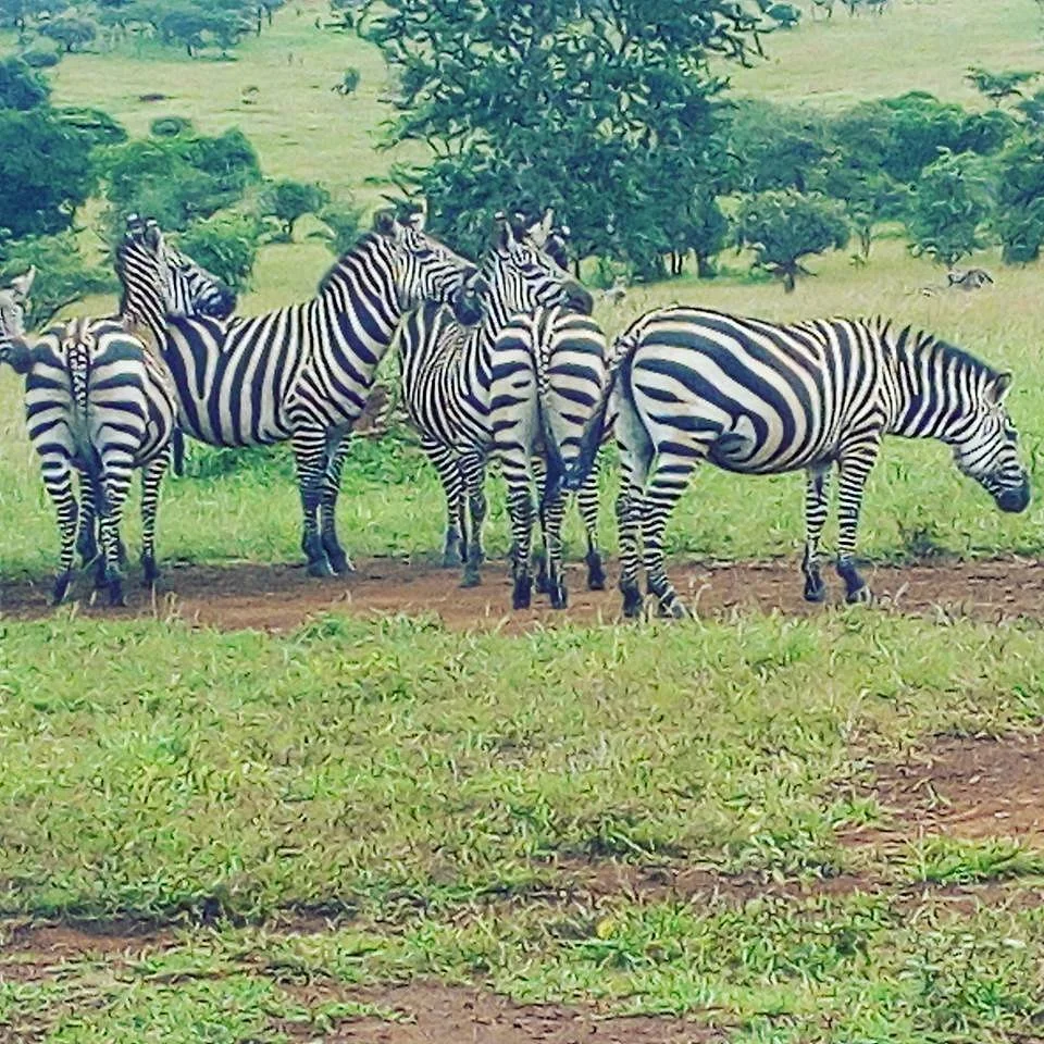 Kawira Safaris Ltd