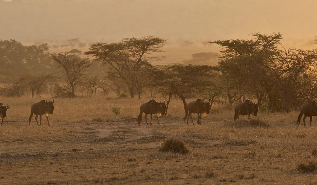 Hekima Safaris