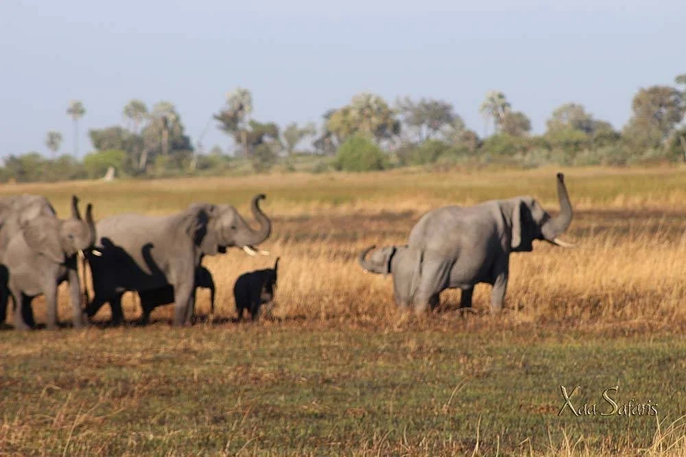 Xaa Safaris