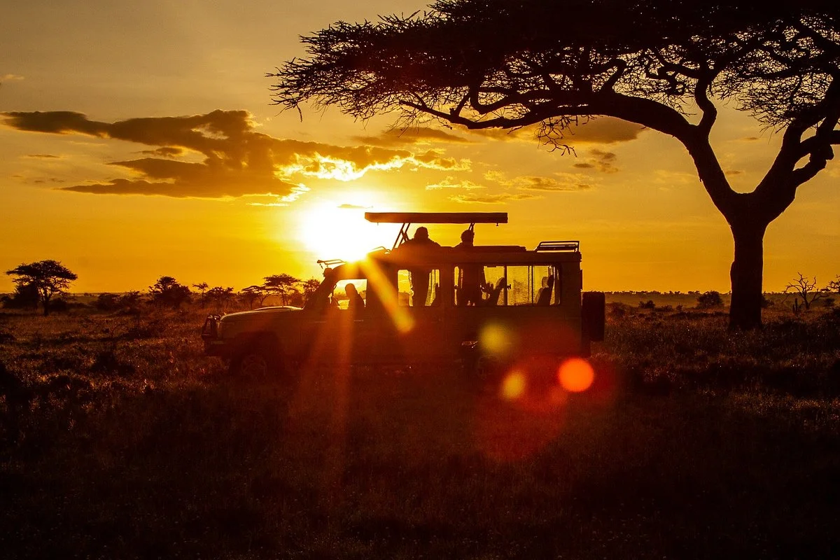 The Curated Safari Co.