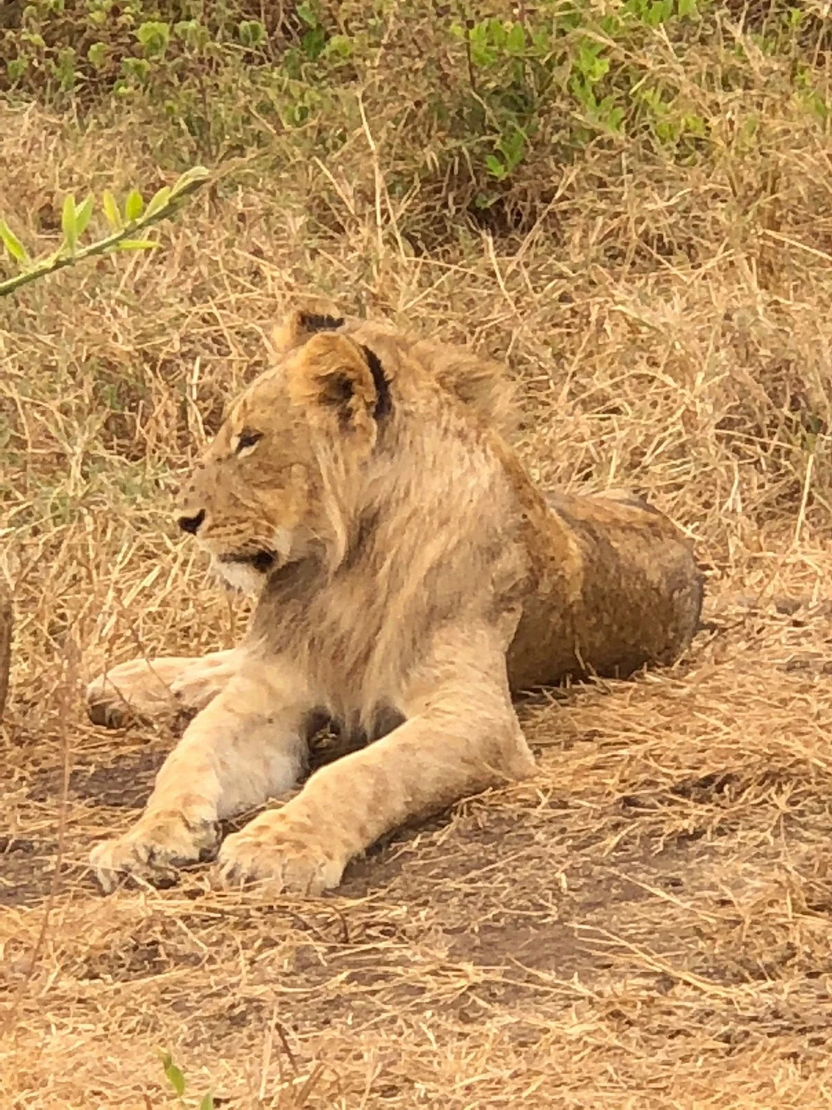 African Stork Tours And Safari