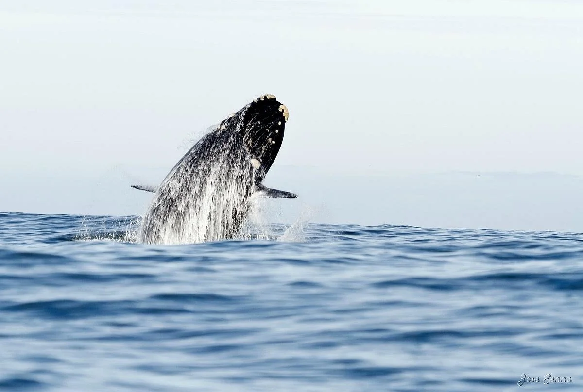 Hermanus Whale Cruises