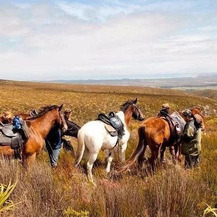 African Horse Company