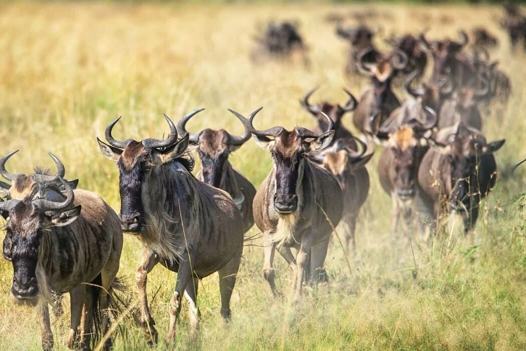 6 Days 5 Nights lodge safari