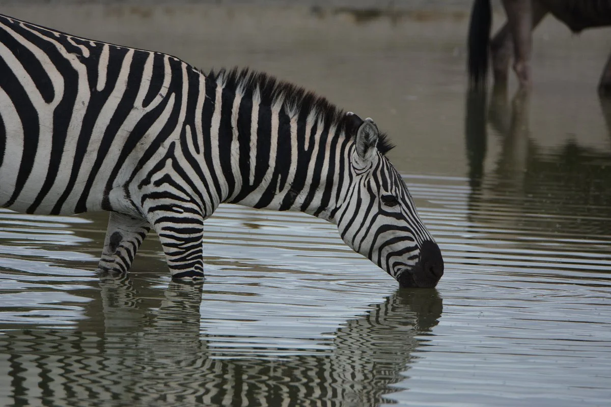 Time 2 Africa Safaris