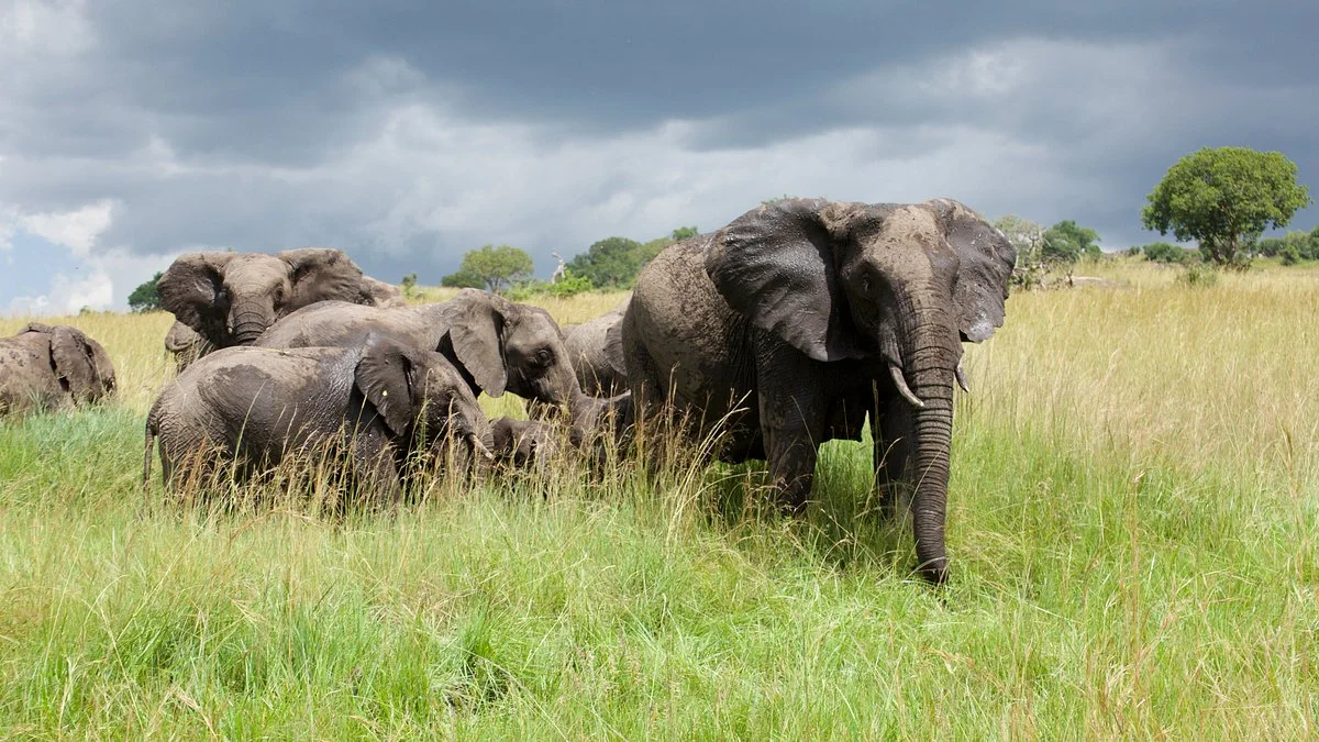Objectif Tanzania