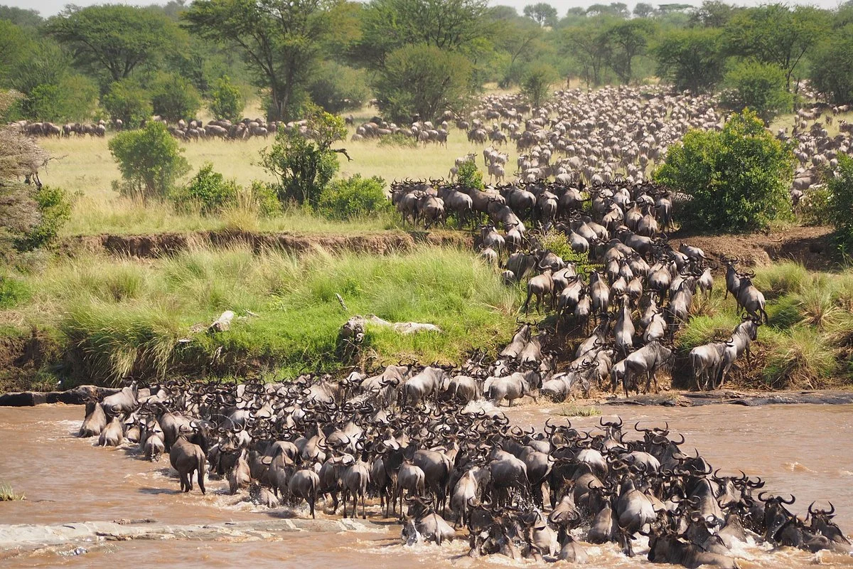 Great Looks Safari and Tours