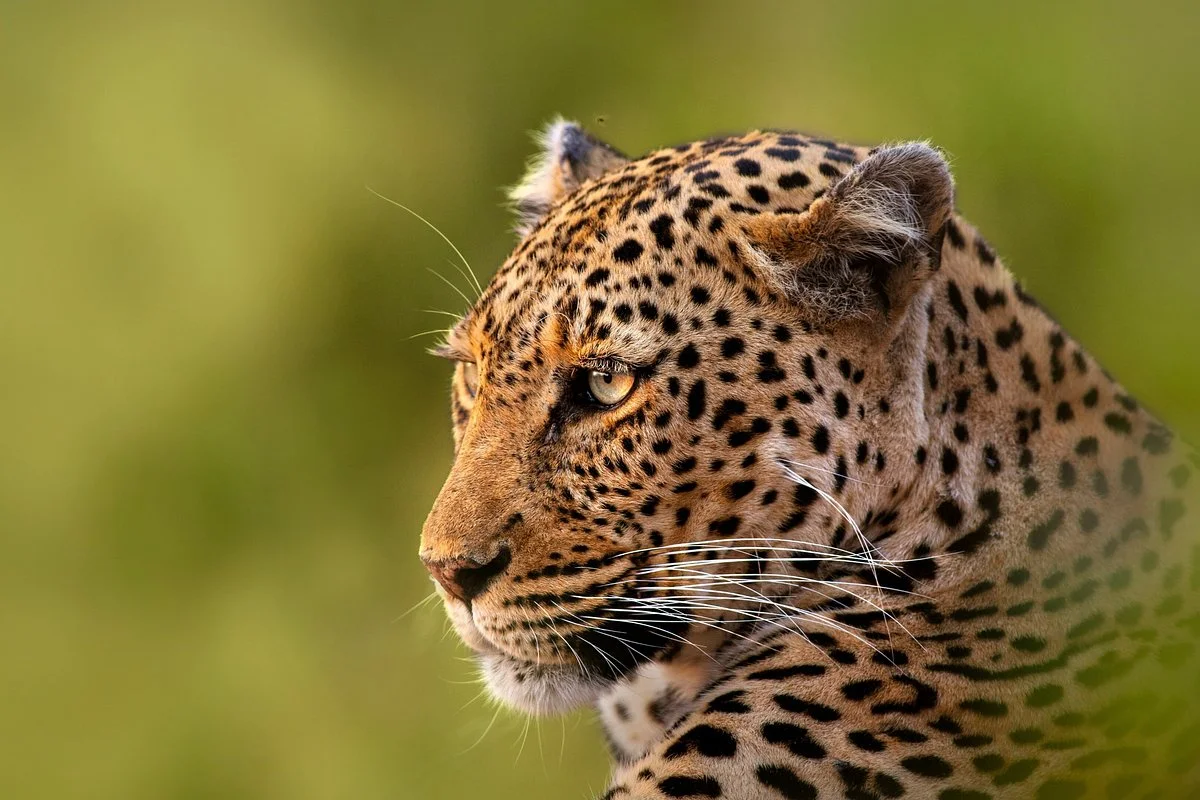 Kasi Africa Safari & Tours