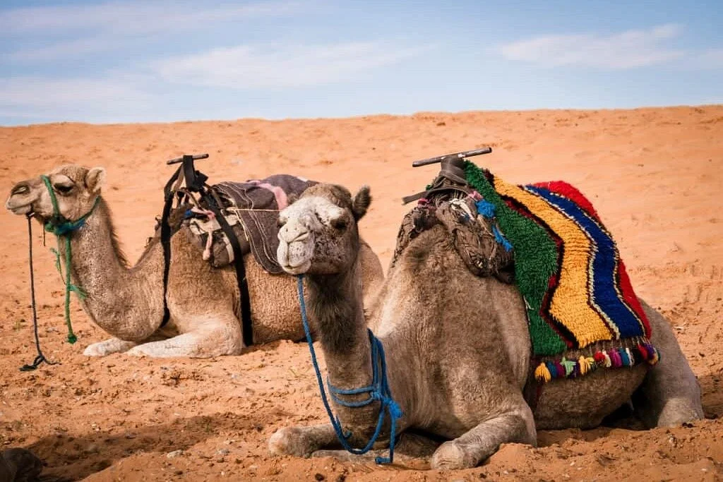 fes-guided-tours