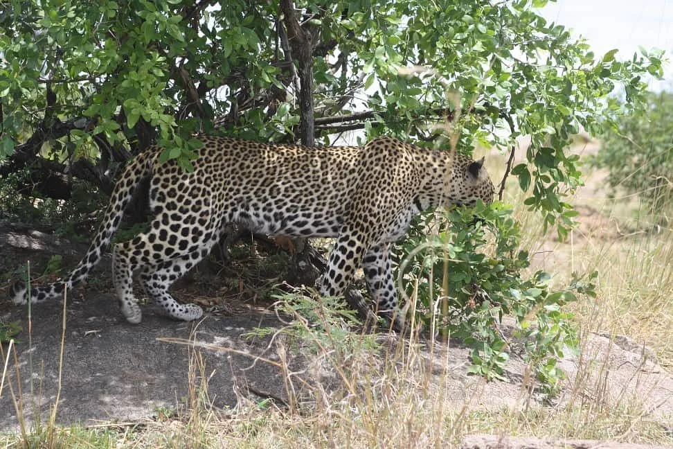 Ashe Tanzania Tours & Safaris