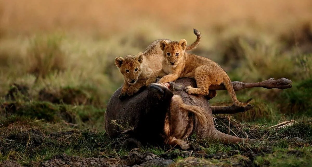 Safari Under The Sky
