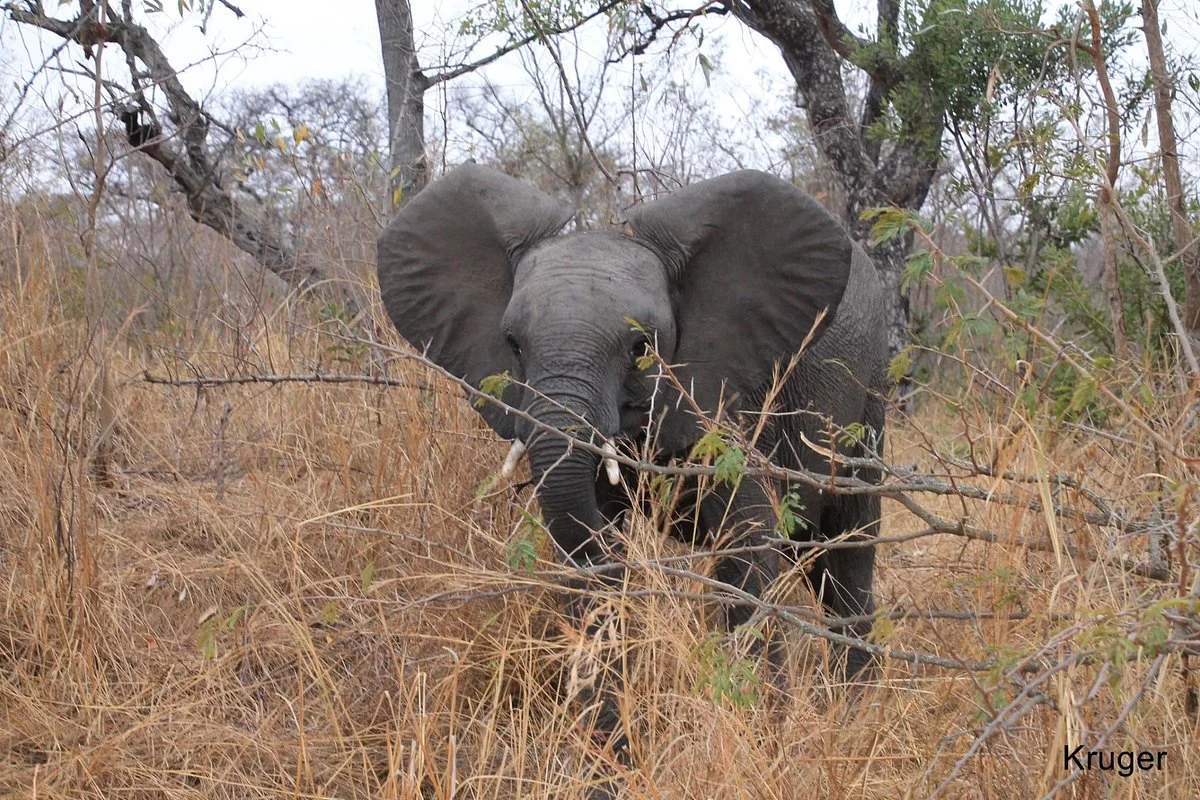 Truly Africa Tours