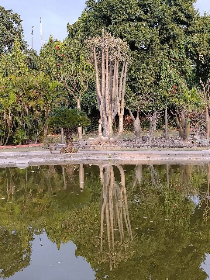 Sarkaria Cactus Garden