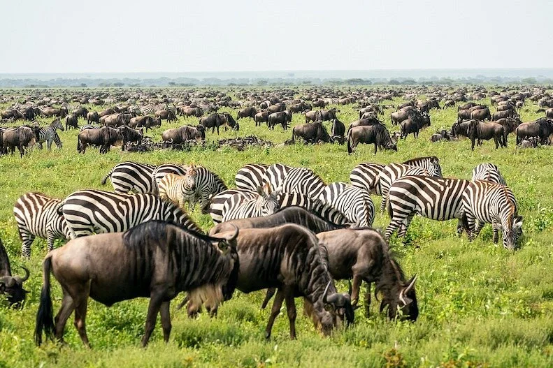 SPOTTED AFRICA SAFARIS