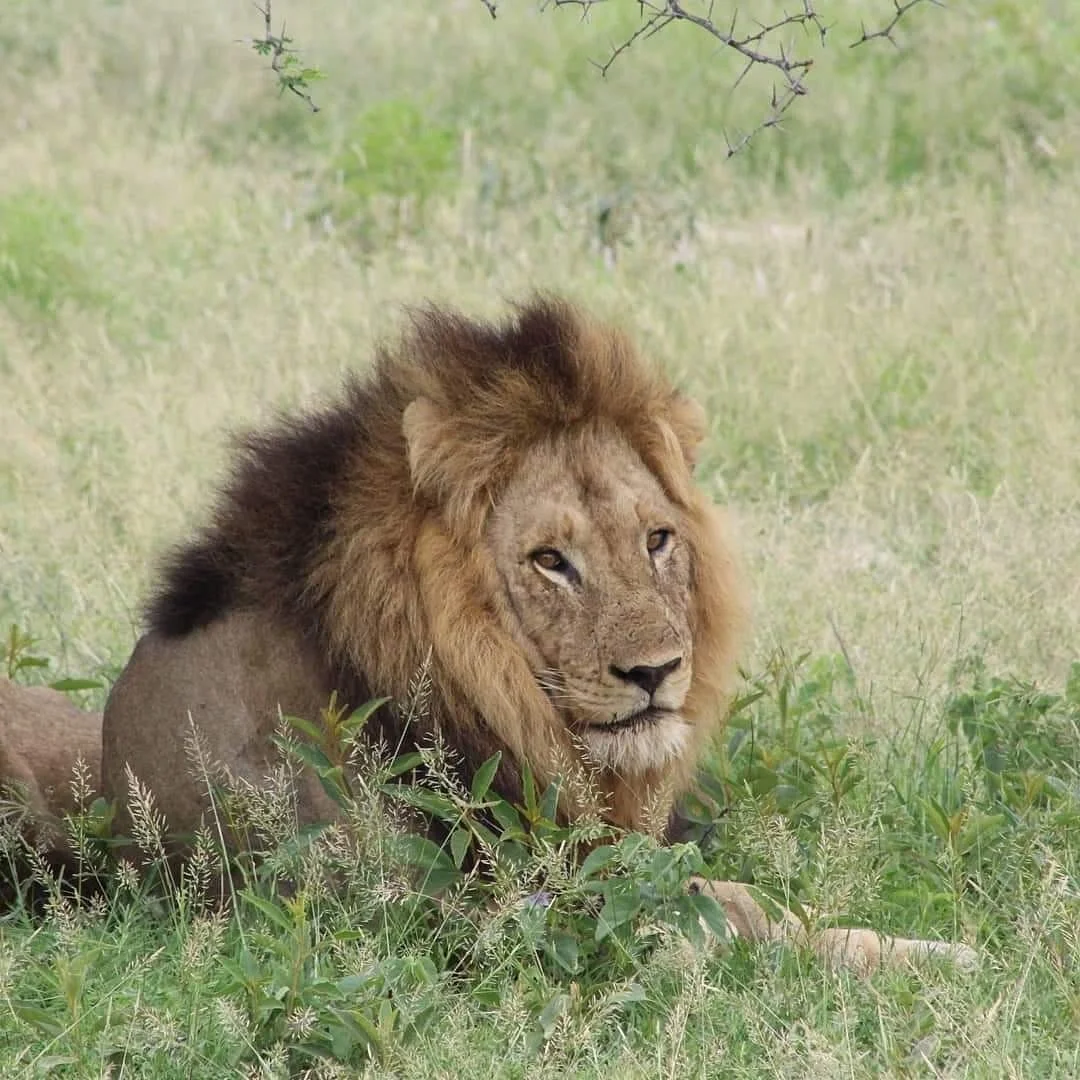 Muzi Safari Tours