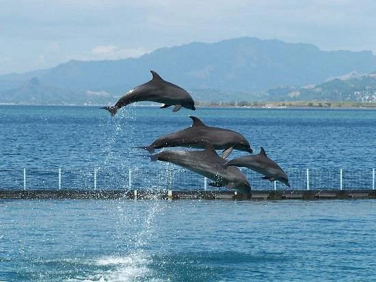 Ocean Adventure