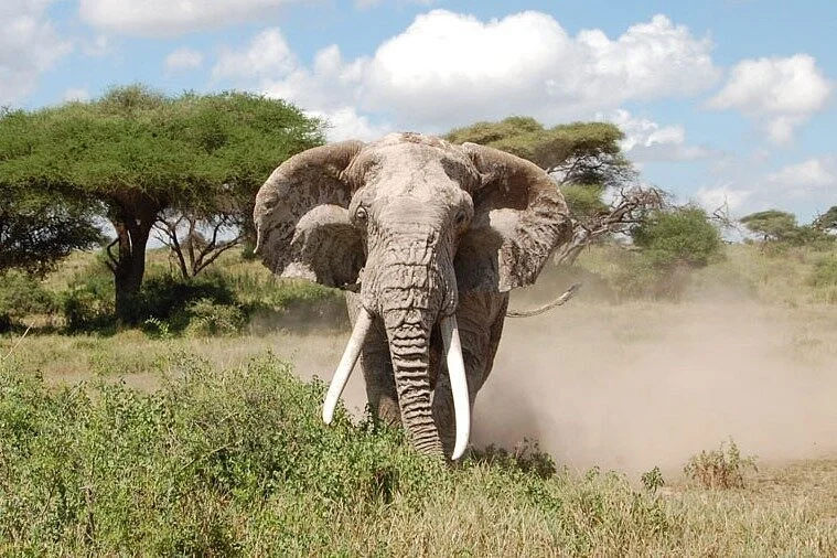 Lion Steps Safaris