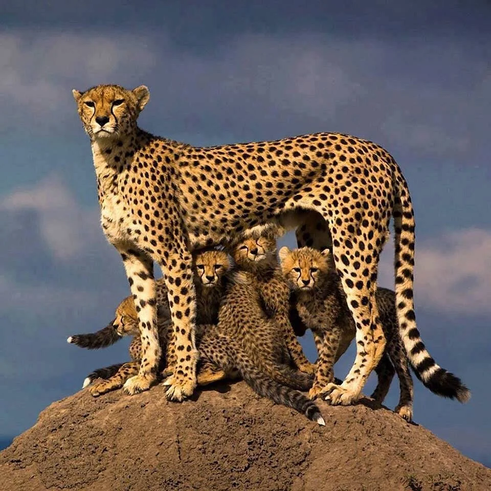 Discover African Nature Safaris
