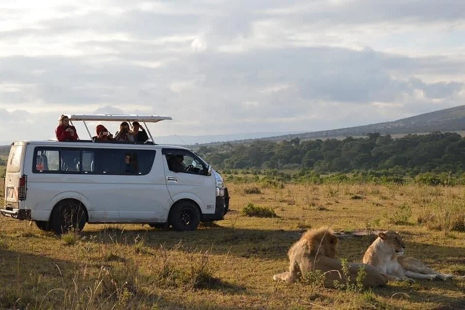 Wild Lion Tours & Safaris