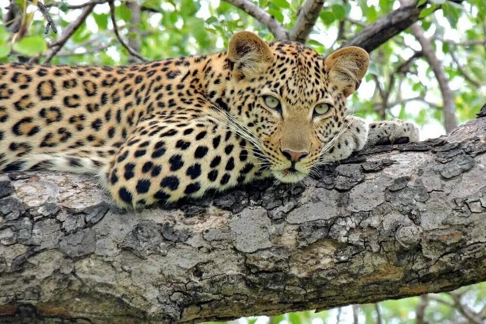 Serengeti Green Tanzania