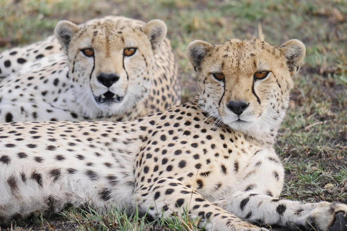 Africa Mollel Safaris