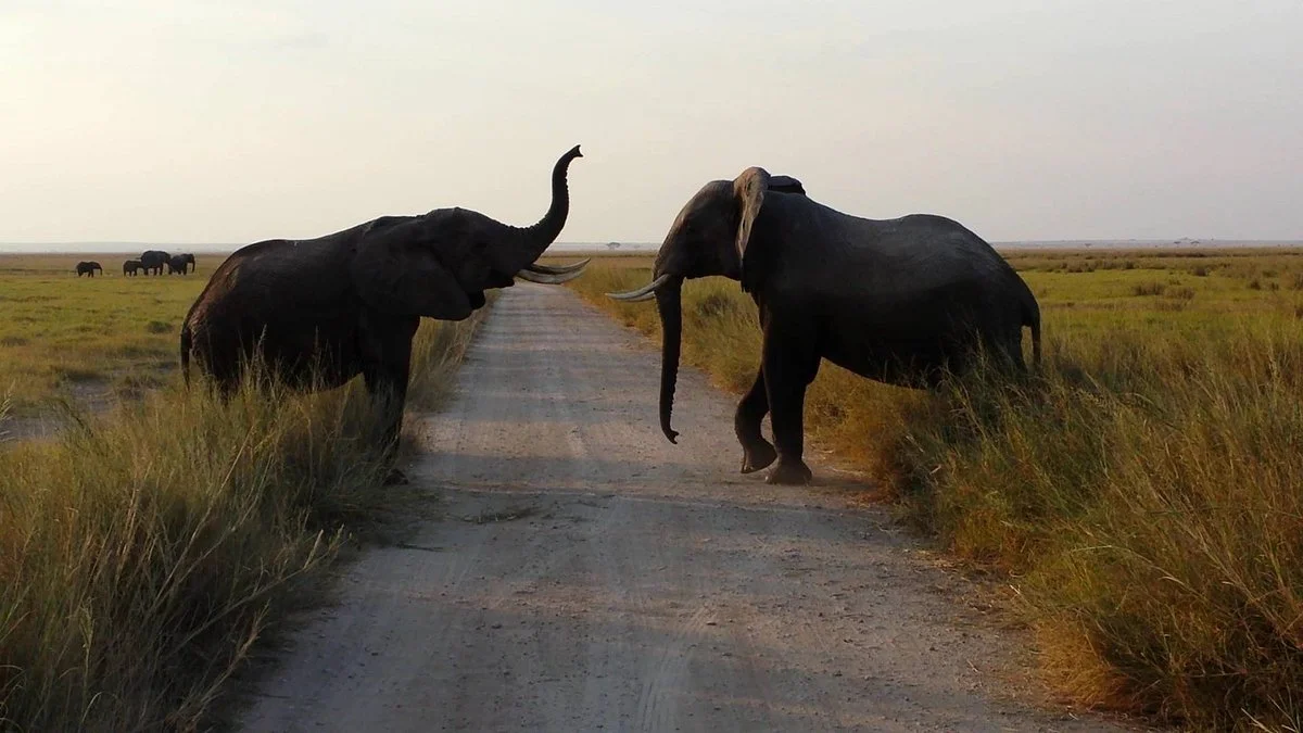 Sheben Safaris