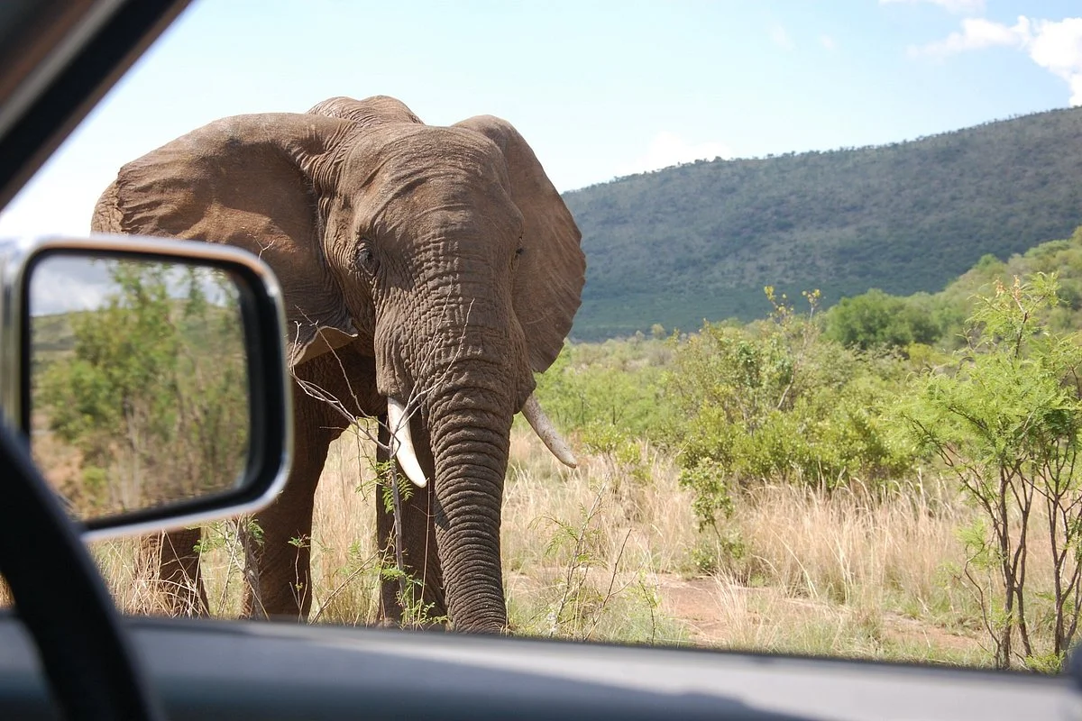 Gracias Safaris