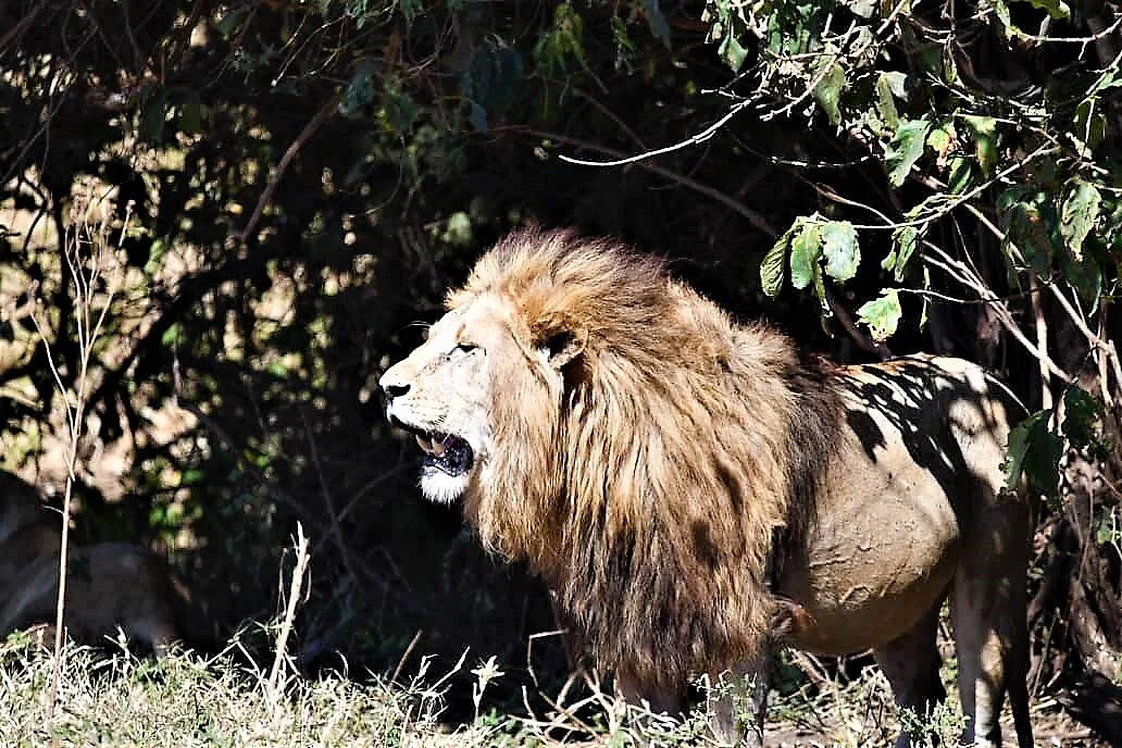 Roaring Tours And Safaris