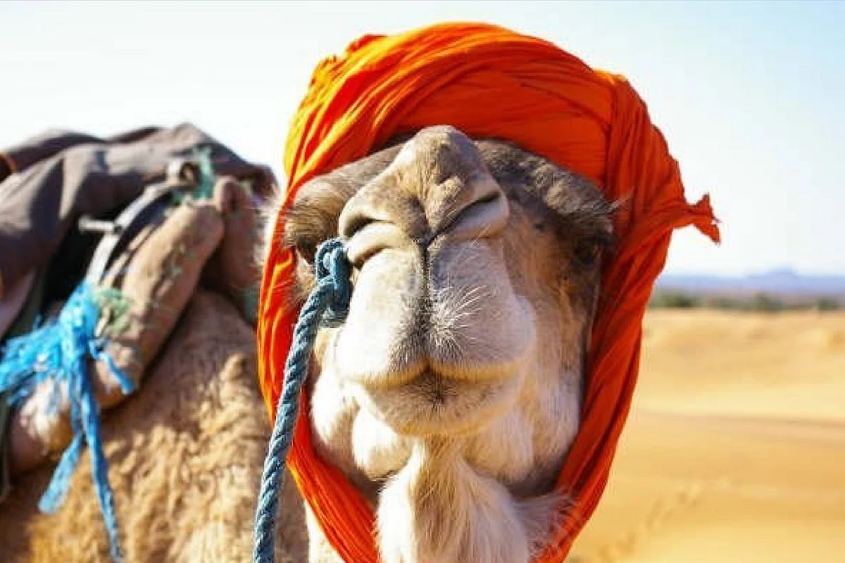 Berber Trails - Day Tours