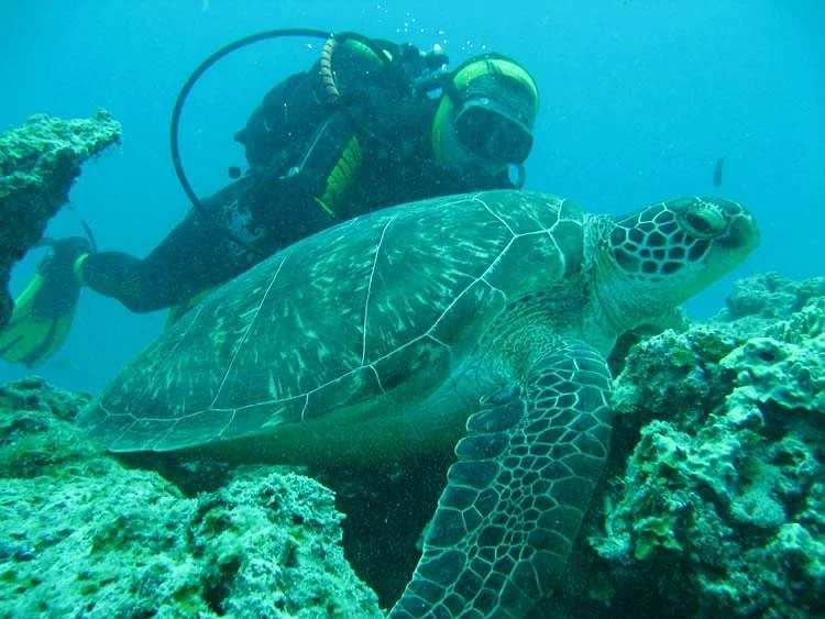 Zanziworld Divers