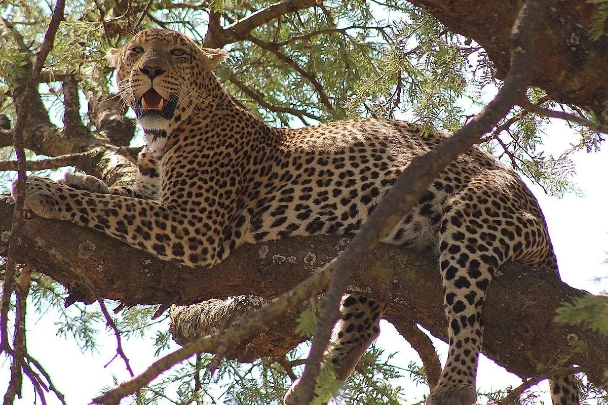 Ariel Tanzania Tours & Safaris