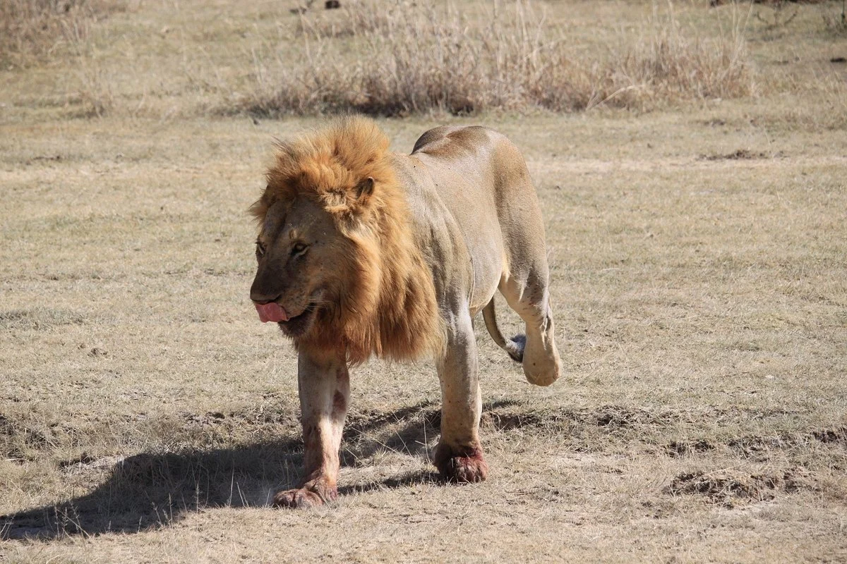 Safarihub