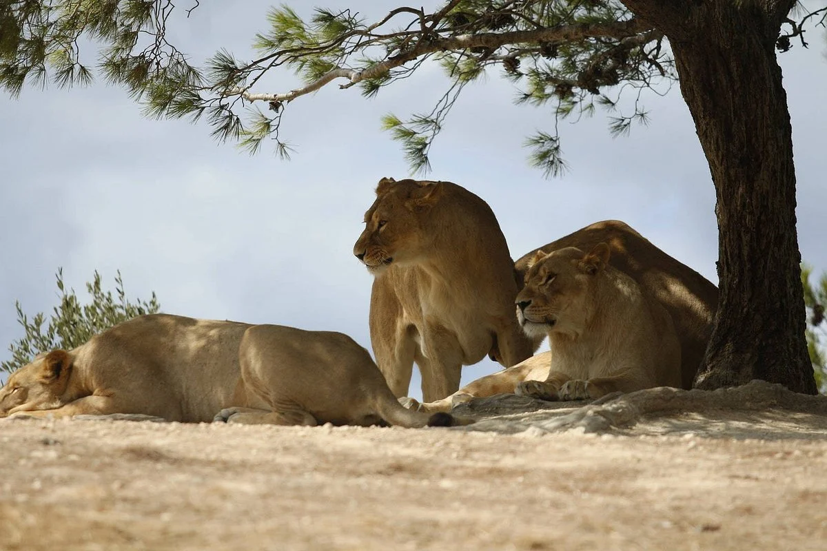 Bwawani Safaris & Tours