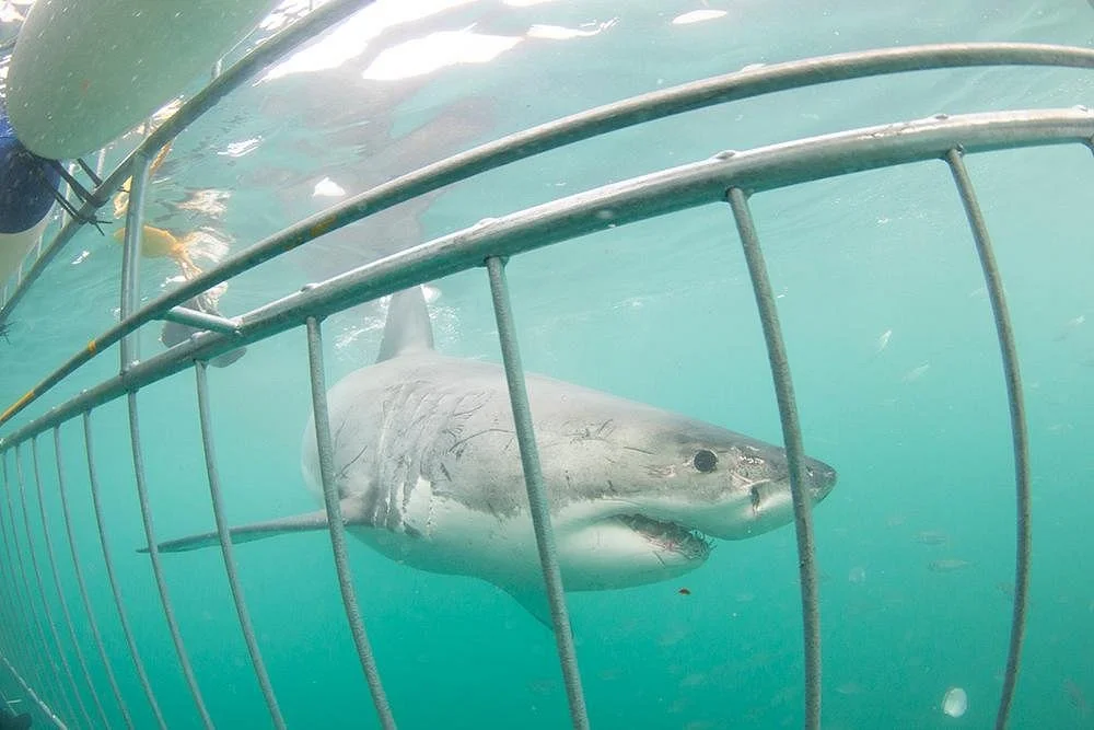 White Shark Divers