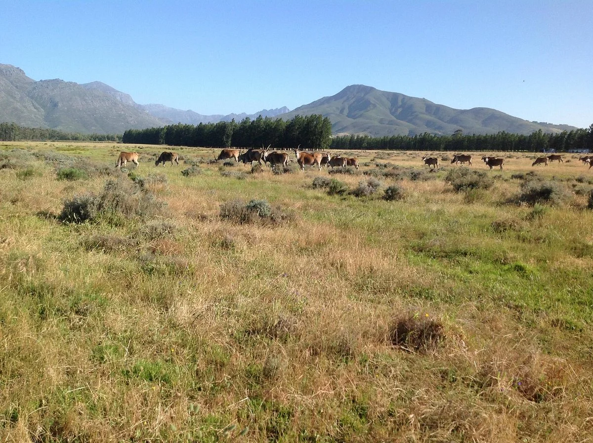 Bontebok Ridge Reserve