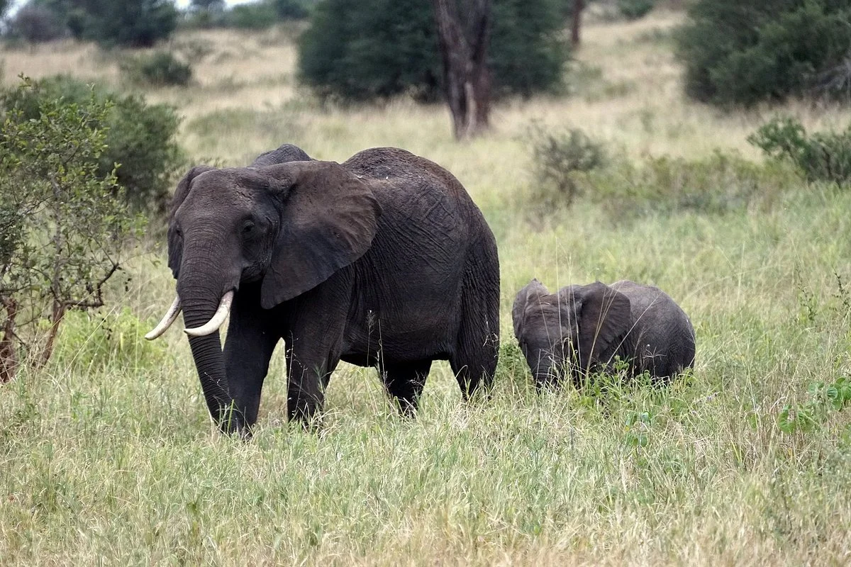 Tarangire National Park