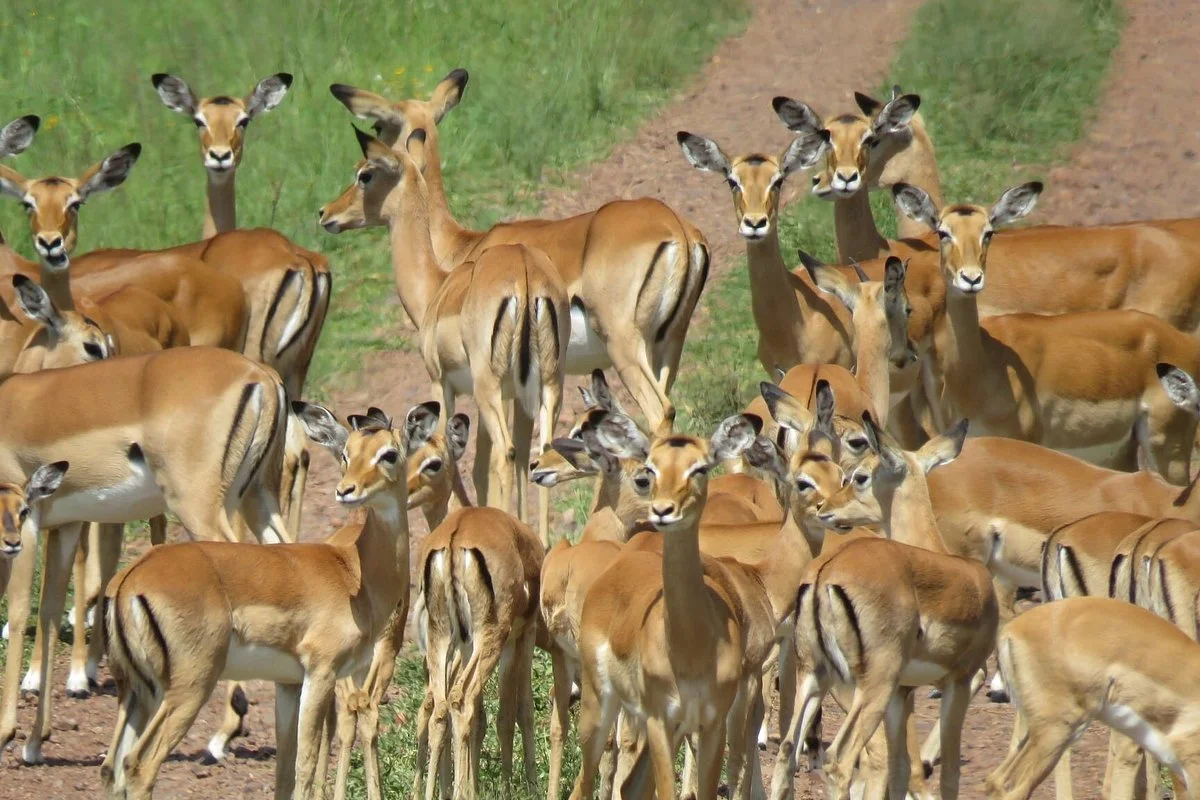 Days Budget Camping Safaris