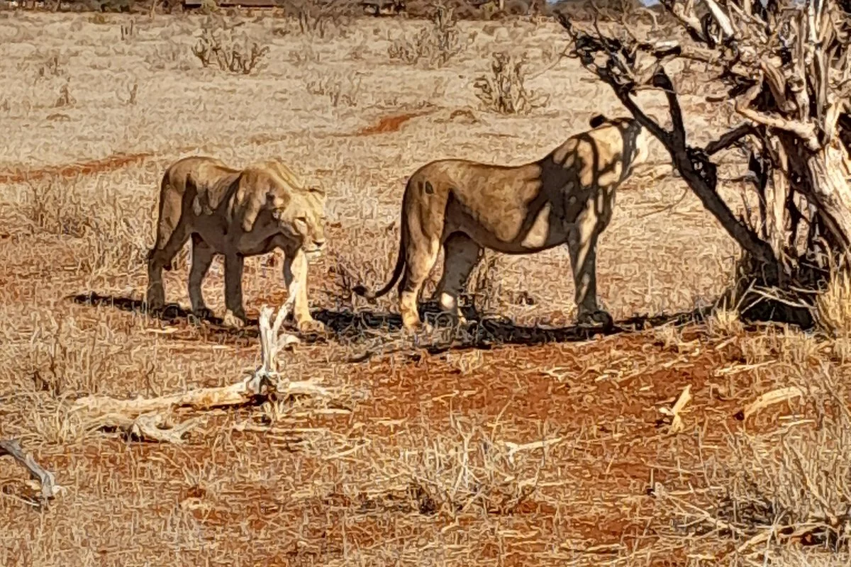 Discovery Watamu Safari