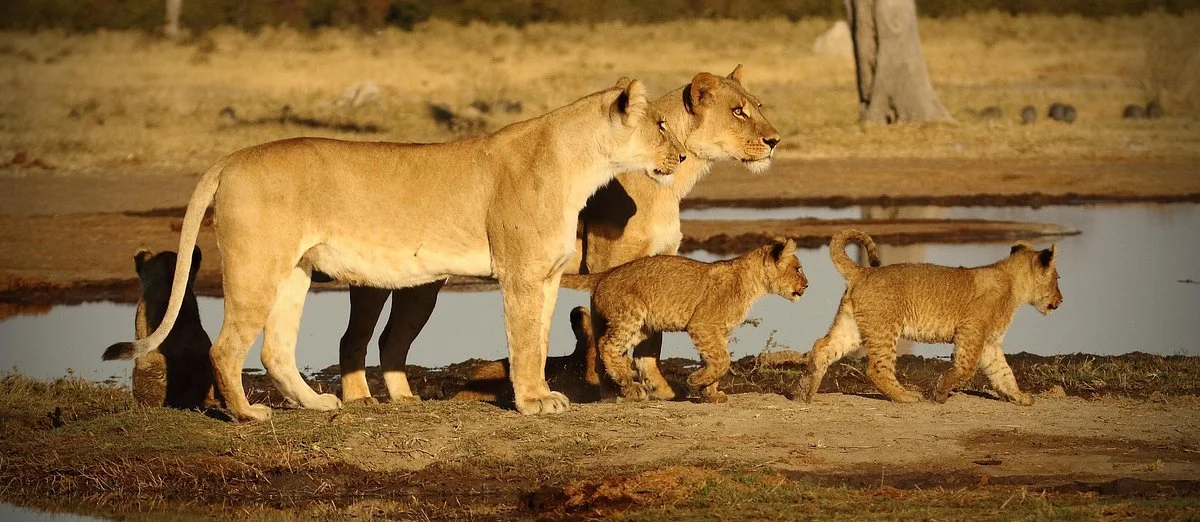 Thru-the-lens Nature Safaris Botswana