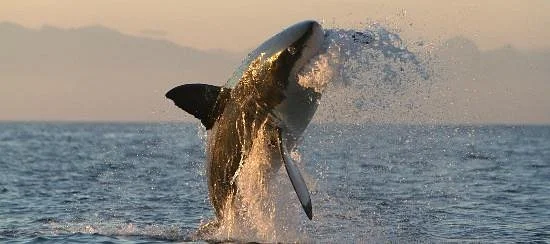 Shark Seekers