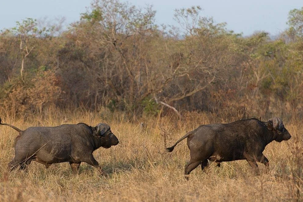 East Wide Adventures Tours