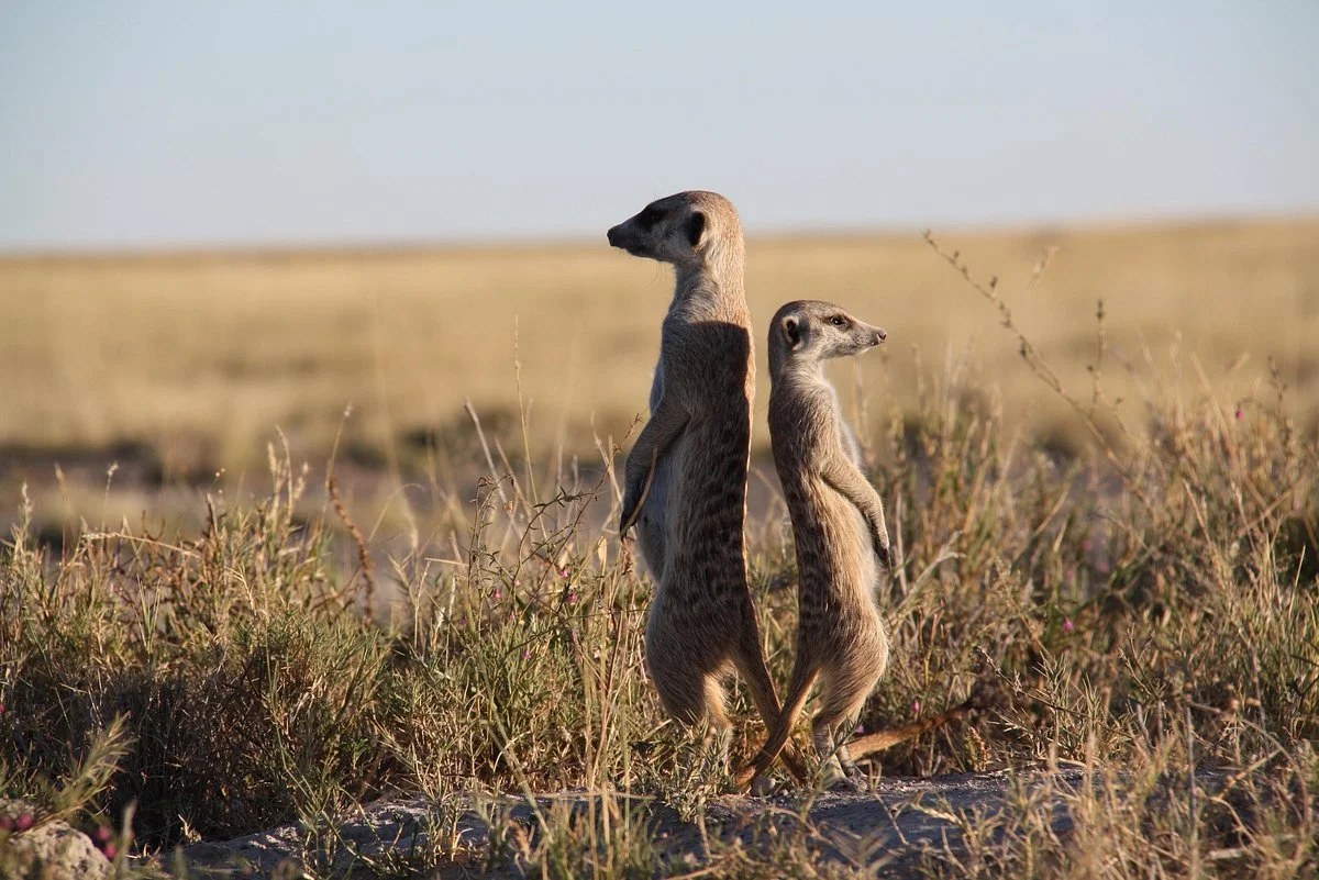 African Wanderer Tours + Safaris