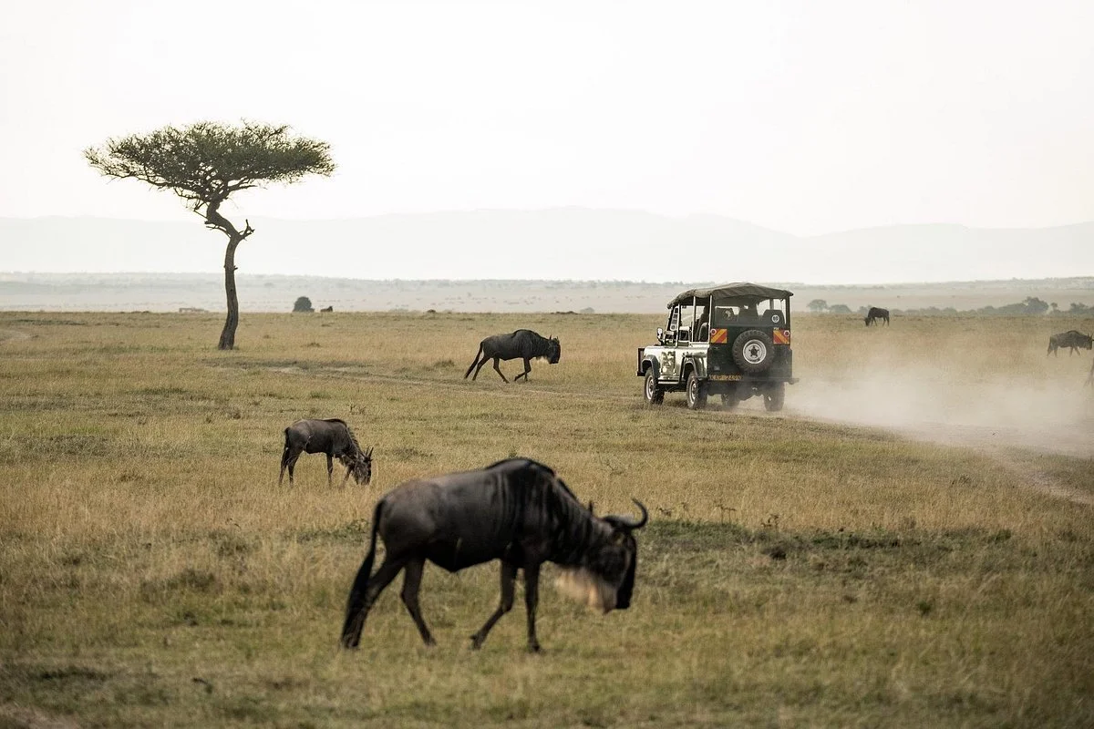 Hongera Tanzania Safaris