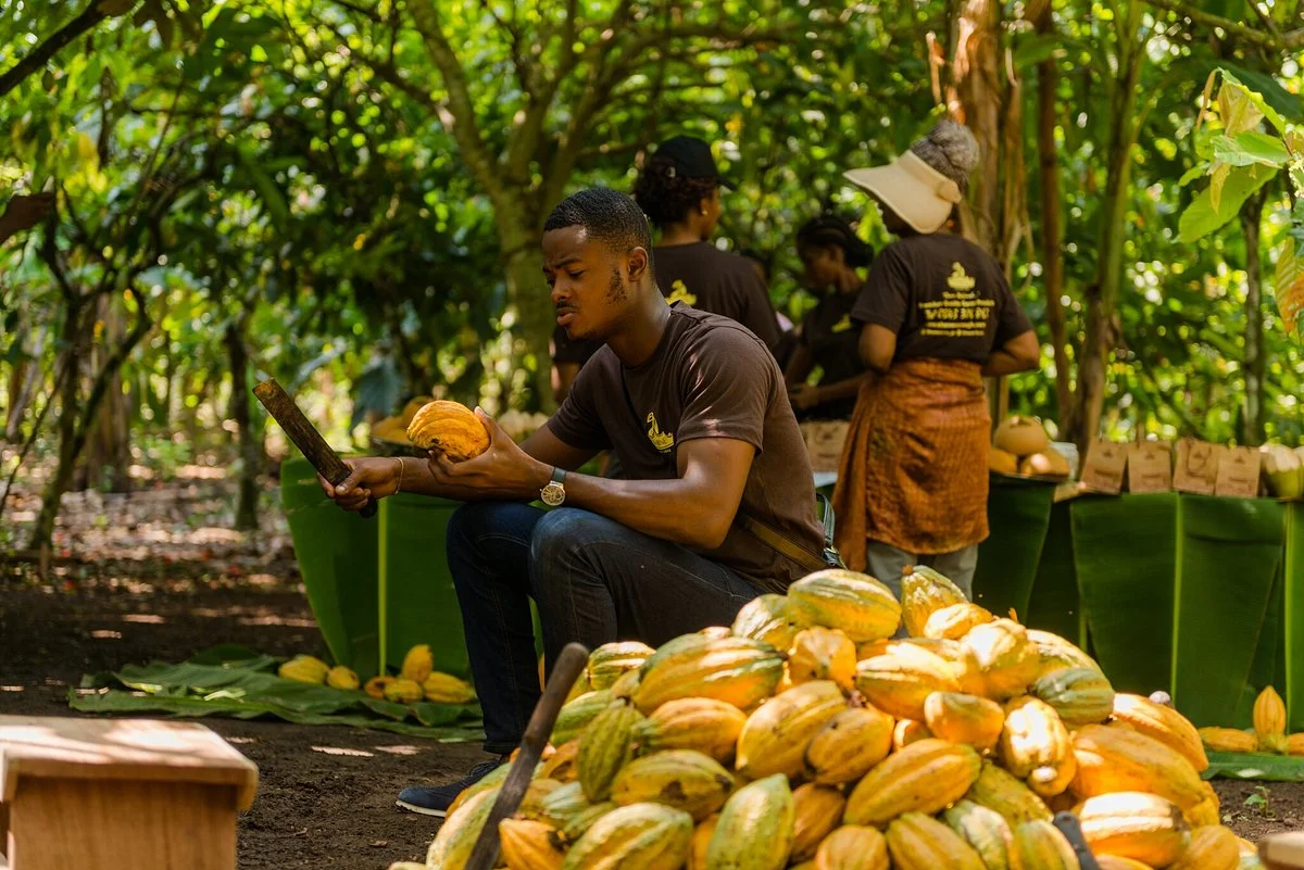 Ohene Cocoa Eco Tourism
